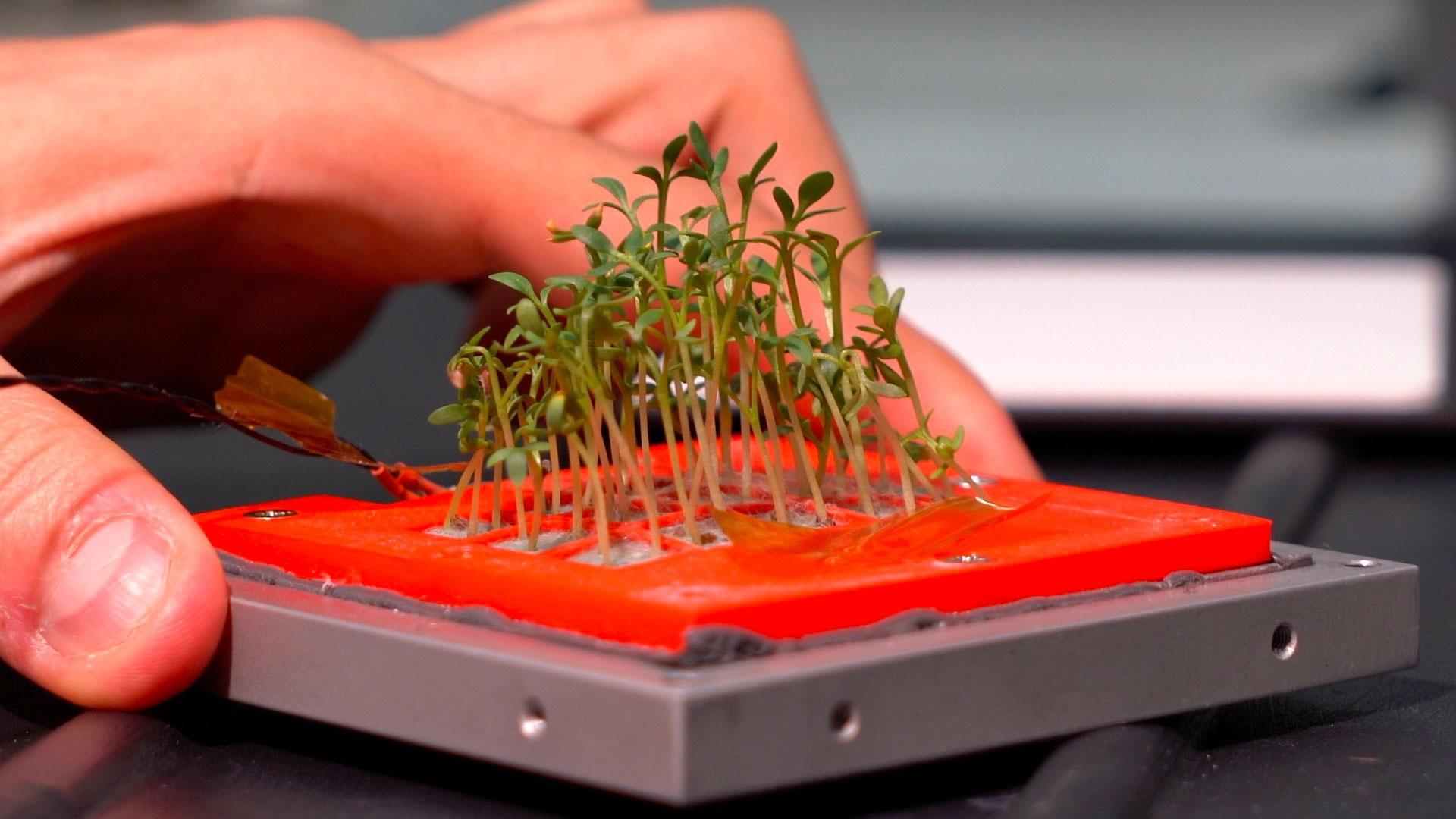 Cubesat: Presso il laboratorio di citogenomica del centro ENEA Casaccia i ricercatori analizzano le piante a valle di un test di crescita nel cubesat. Nella foto vi è la base e la piantina in primo piano tenute nella mano dal ricercatore