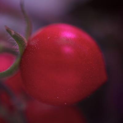 pianta pomodori