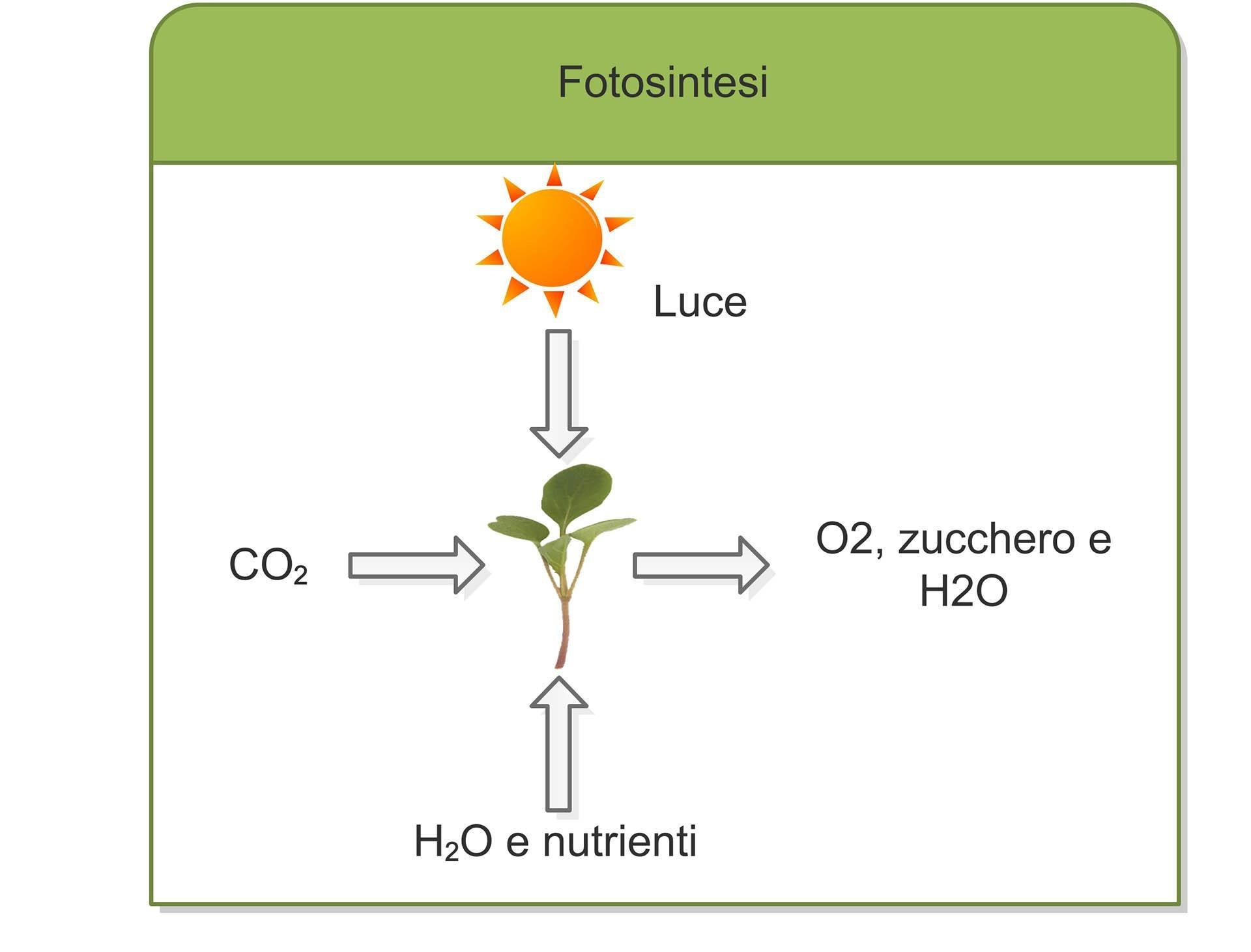 Schema Fotosintesi Drawing Microgreens Greencube