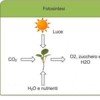 Schema Fotosintesi Drawing Microgreens Greencube