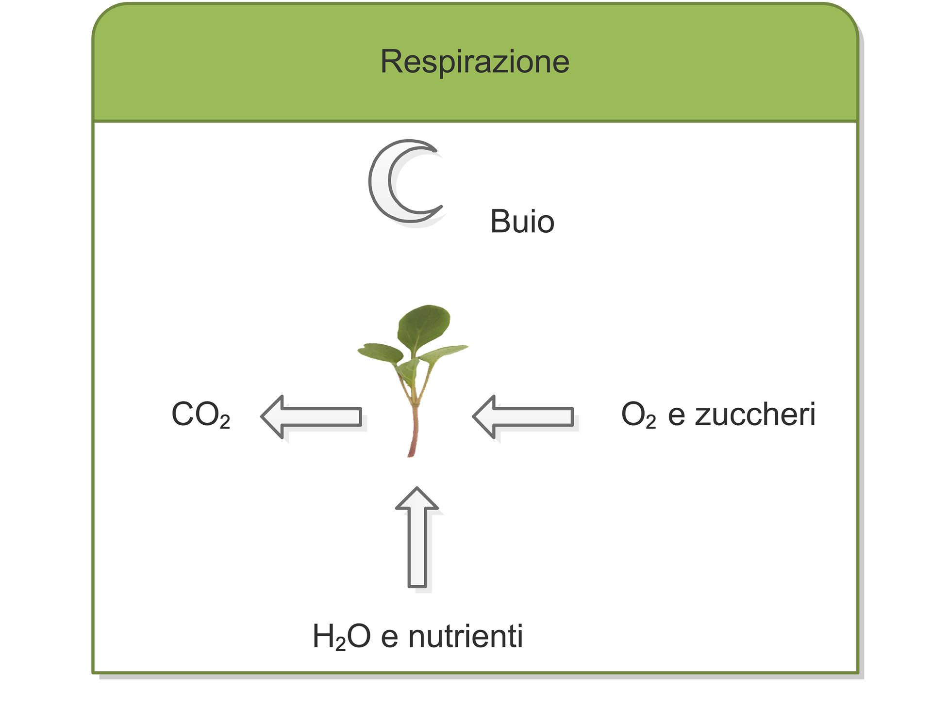 Schema Respirazione