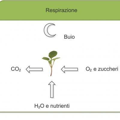 Schema Respirazione al buio